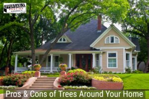 Trees are beautiful but they could potentially lead to bigger issues with your home and roof